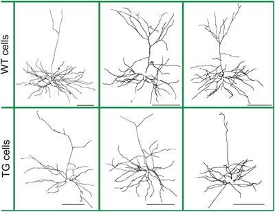 Increased Signal Delays and Unaltered Synaptic Input Pattern Recognition in Layer III Neocortical Pyramidal Neurons of the rTg4510 Mouse Model of Tauopathy: A Computer Simulation Study With Passive Membrane